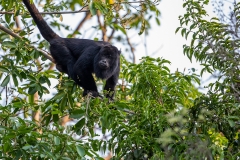 d3 Howler-Monkey_87A0311