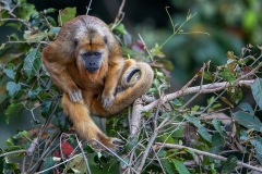 d4 Howler-Monkey_87A8788