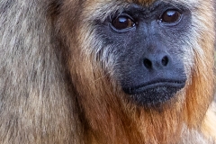 d5 Howler-Monkey_87A8794