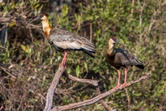 j1 Ibis_1DX0157