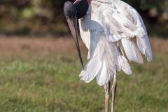 h6 Jabiru-Stork_1DX9597