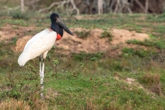 h7 Jabiru-Stork_87a7134