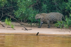 a1a Jaguar_1DX0436