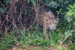a3 Jaguar_1DX0460