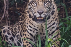 a2a Jaguar_1DX0479