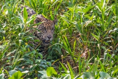 a1 Jaguar_1DX0508