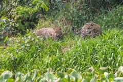 a3a Jaguar_1DX0822
