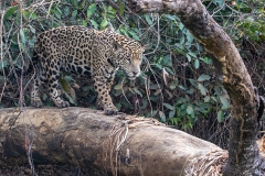 a7d Jaguar_1DX0842