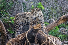 a7e Jaguar_1DX0855