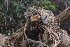 a7g Jaguar_1DX1006