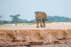 a6g  Jaguar_1DX1097