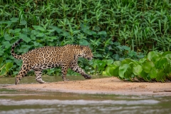 a6d Jaguar_1DX2147