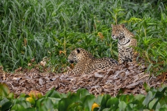 a6c Jaguar_1DX2167