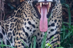 a2b Jaguar_87A9911