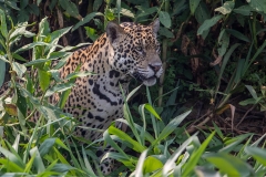 a6i Jaguar_87A9931