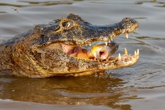 i3 Kaiman-Piranha_1DX0320