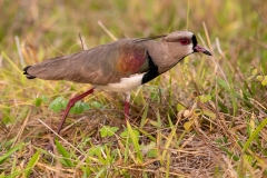 k7 Kiebitz_Lapwing_87A9397