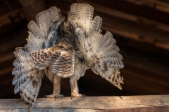 f9e Owl_1DX0024