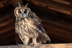 f9d Owl_1DX0028