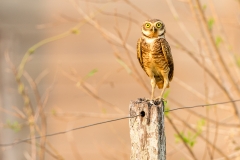 f9h Owl_1DX9783