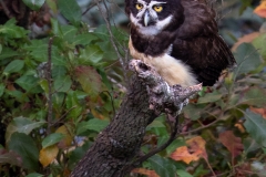 f9f Owl_87A8775