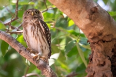 f9g Owl_87a7089