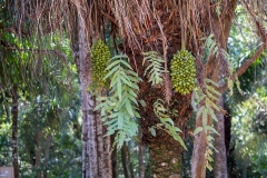 h9a Palme_87A8704