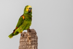 p7a Parrot_87A9447