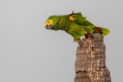 p7b Parrot_87A9450