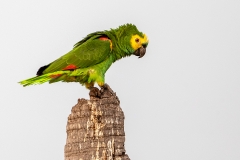 p7c Parrot_87A9455