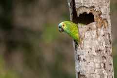 p7d Parrot_87A9629