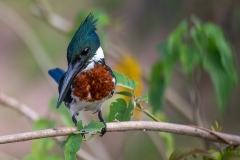 j7 Ringed-Kingfisher_1DX2789