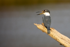 j2a Ringed-Kingfisher_87A9240