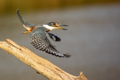 j2b Ringed-Kingfisher_87A9243
