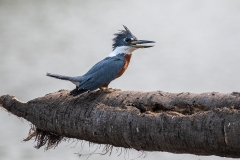 j3a Ringnecked-Kingfisher_87A9726