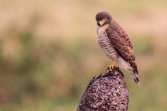 k2 Roadside-Hawk_87A9372