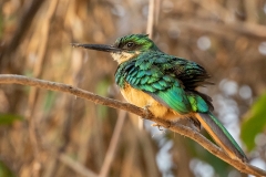 j7 Rotschwanz-Glanzvogel_87a7063
