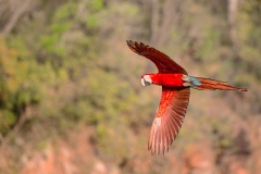 u6 Scacrlet-Macaw_1DX0462