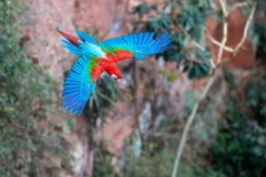 u7 Scarlet-Macaw_1DX0281