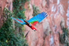 u9 Scarlet-Macaw_1DX0365