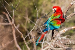 b7a Scarlet-Macaw_1DX9251