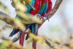 b7 Scarlet-Macaw_1DX9257