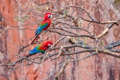b9a Scarlet-Macaw_1DX9344
