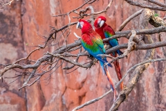 b9 Scarlet-Macaw_1DX9347