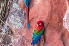 b6 Scarlet-Macaw_1DX9364