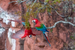 b1 Scarlet-Macaw_1DX9751