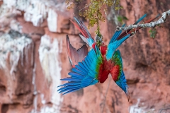 b3 Scarlet-Macaw_1DX9778
