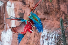 b4 Scarlet-Macaw_1DX9779