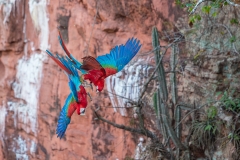 b2 Scarlet-Macaw_1DX9781