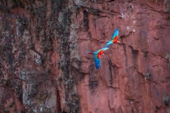 b7b Scarlet-Macaw_1DX9940